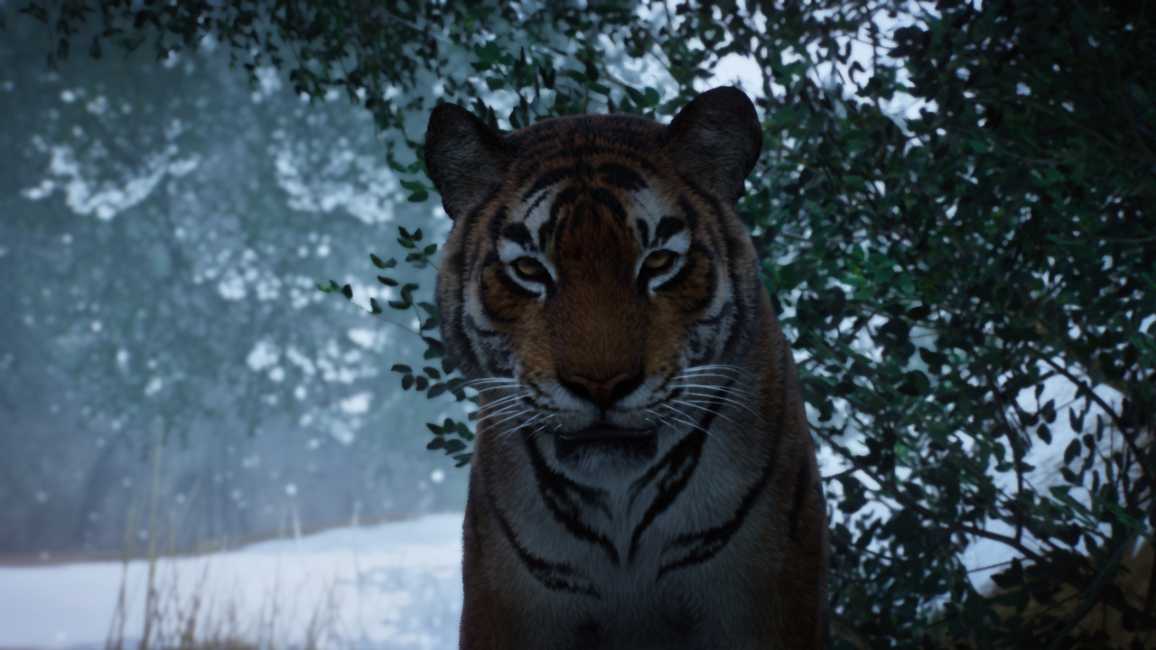 Stunning Planet Zoo Screenshot showing a Tiger Closeup in a snowy environment.